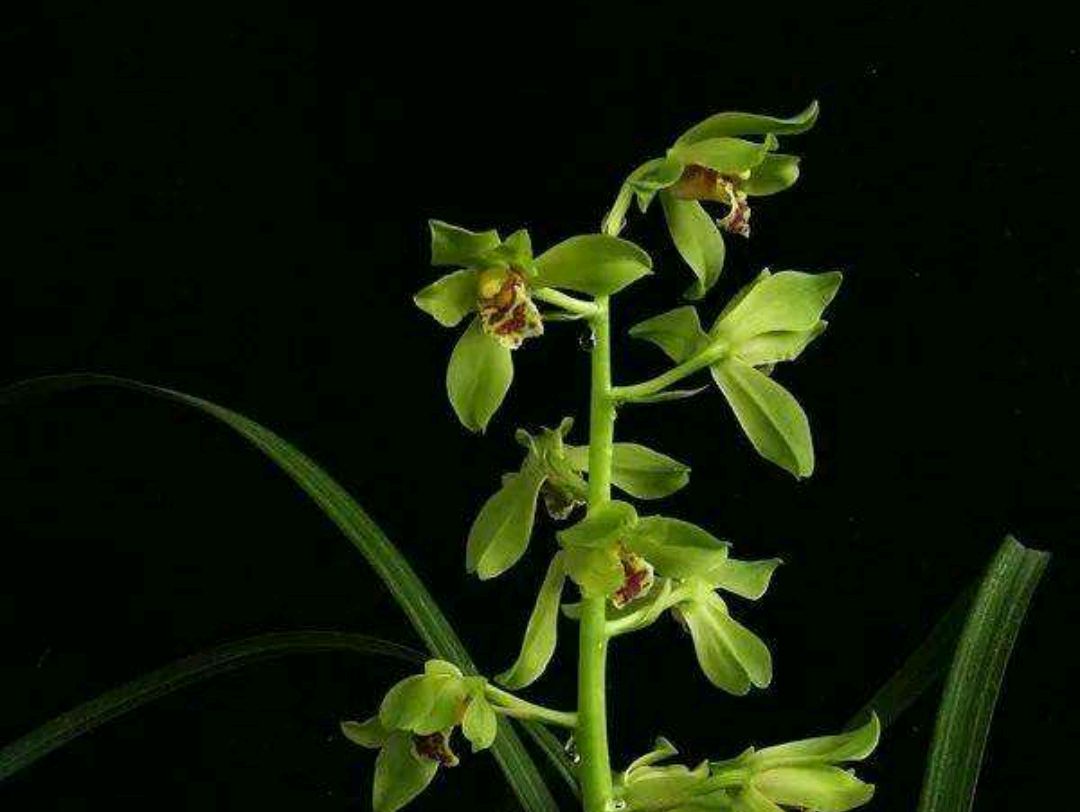 大花蕙兰冬天有花苞怎么养护开花,大花蕙兰出花苞到开花多长时间