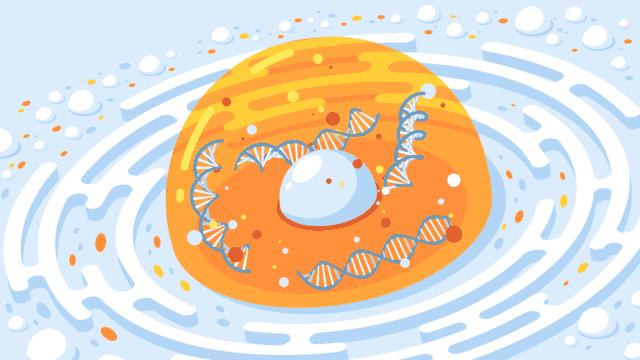 egf冻干粉真的能买吗,egf冻干粉怎么鉴定真伪