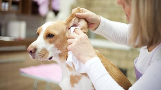 如何给狗狗按摩让狗狗感觉舒服,怎么按摩狗狗让狗狗喜欢你