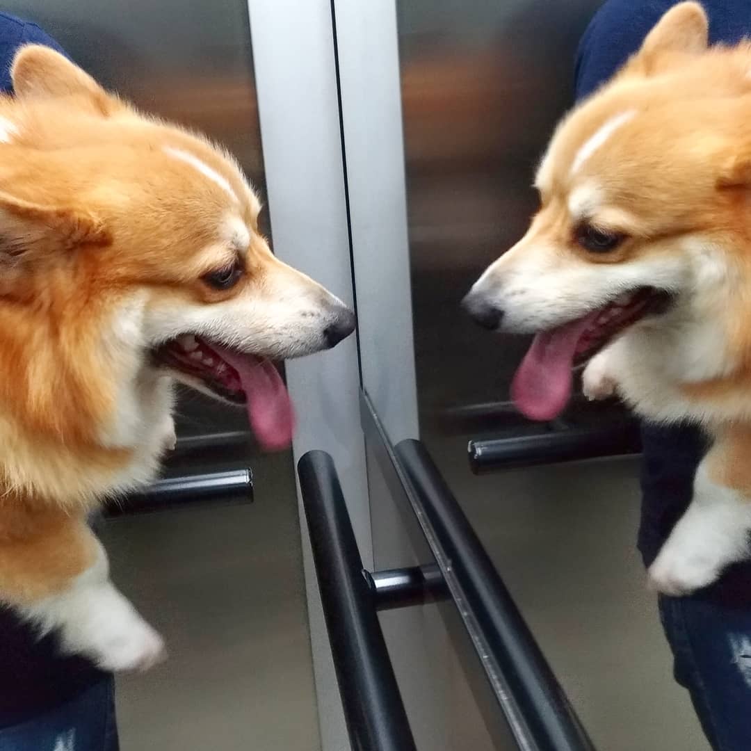 听说所有的狗会跟主人越长越像,狗长得越来越像主人