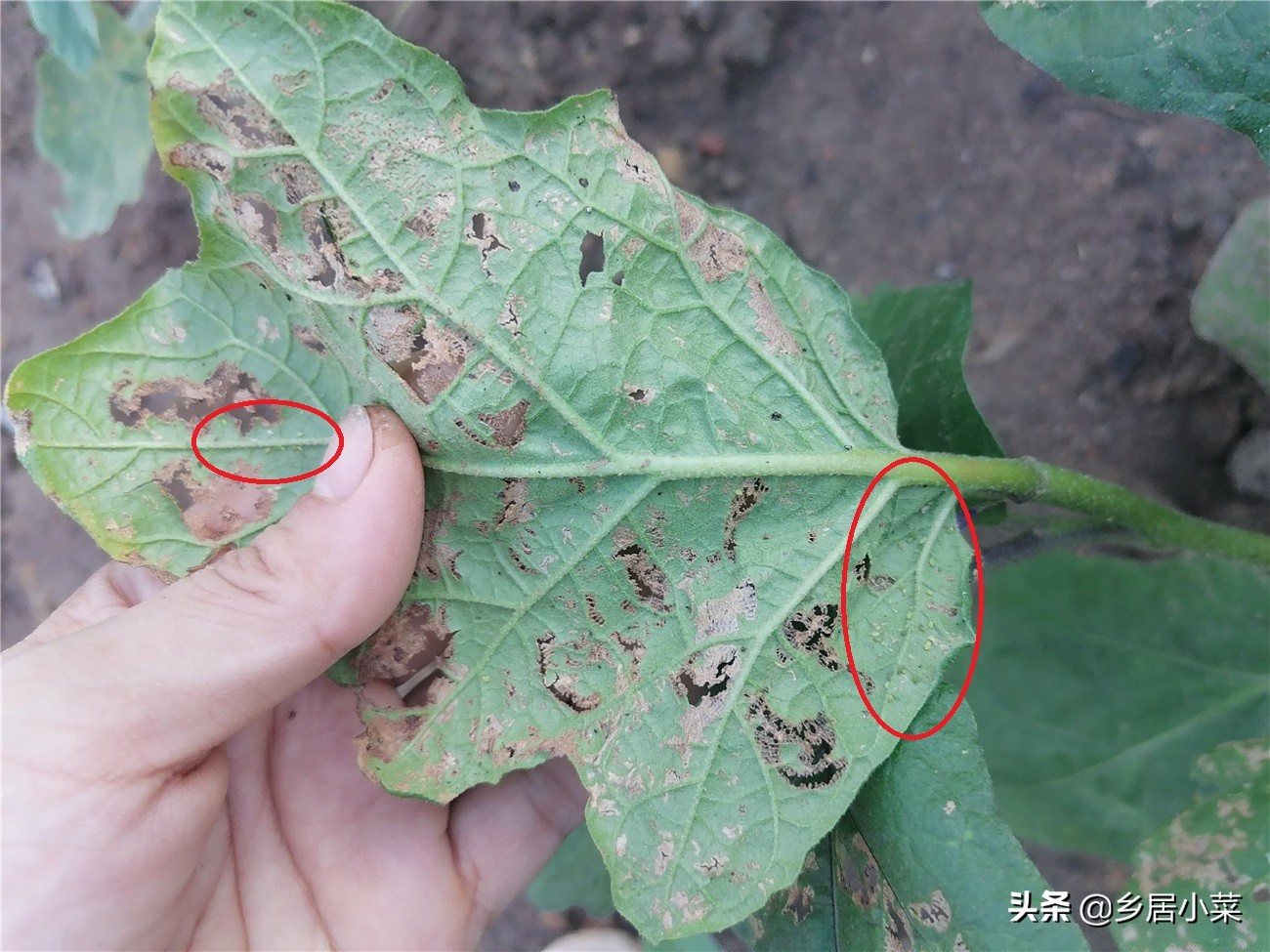 茄子叶病虫害图片大全,茄子种植用什么肥壮苗