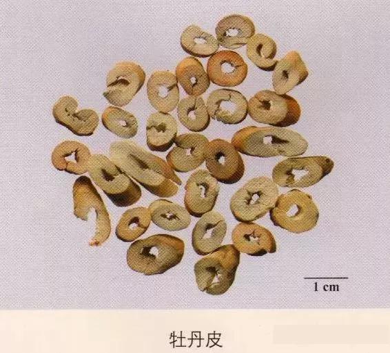 中药材图片大全大图带药名,200多味中药材图谱带图