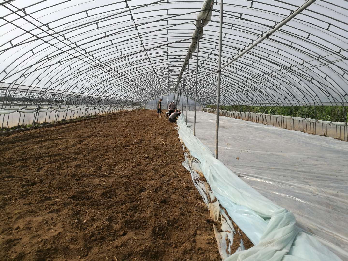 棉隆土壤杀菌剂效果怎么样,棉隆用途及施药方法