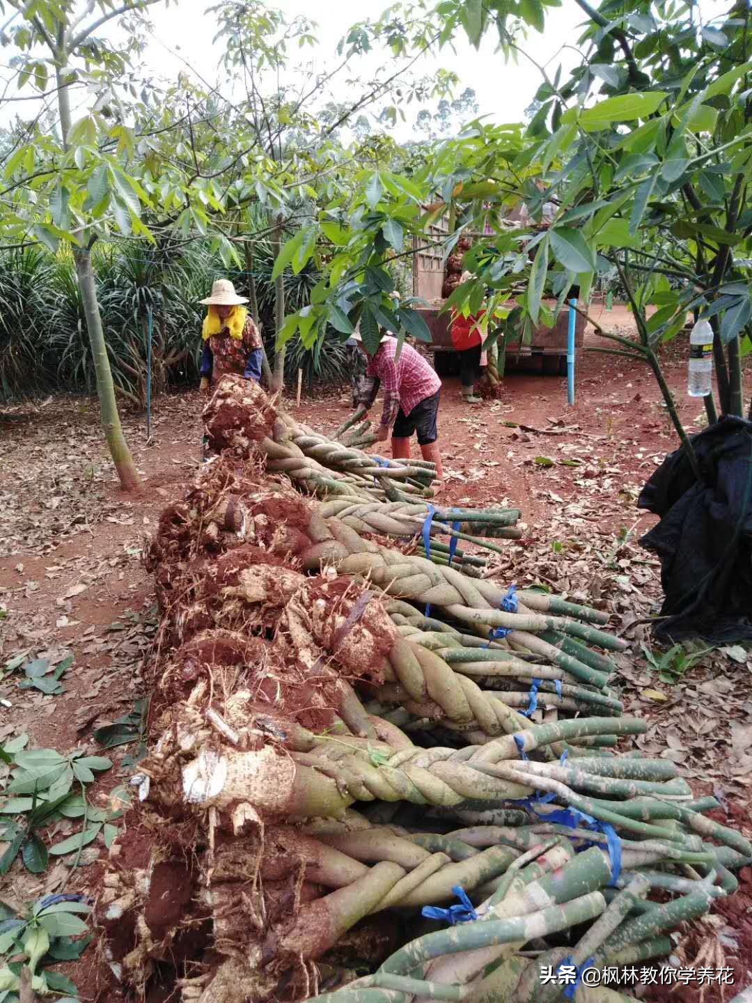 发财树怎样管理长得快,发财树的管理方法和注意事项