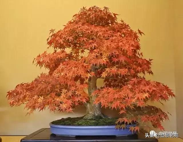 推荐36种好养的盆景植物,茶桌上养什么盆景植物