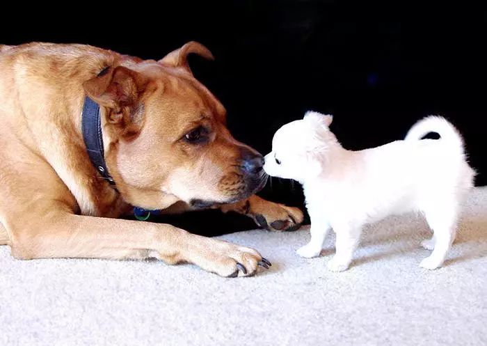 狗狗刚生完小狗注意事项,狗狗怀孕了需要注意什么事情