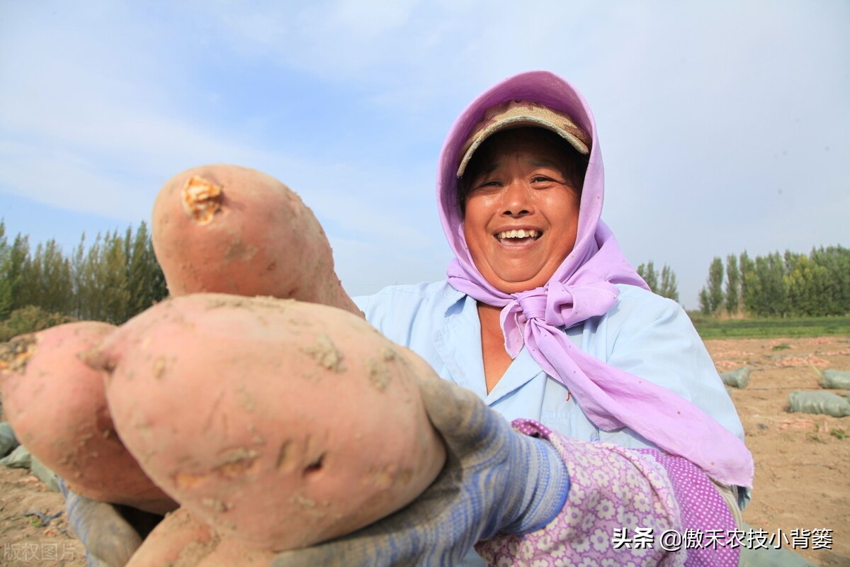 红薯种植高产技术怎样管理,红薯如何管理才能高产