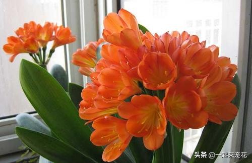 君子兰不开花这样养一年能开两茬,秋养君子兰三点养护到位花箭狂抽