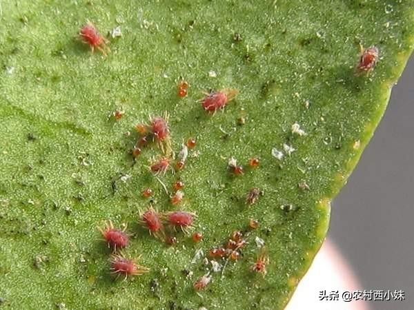 你掌握了哪些灭除害虫的小妙招呢,防治蔬菜地下害虫的无公害农药