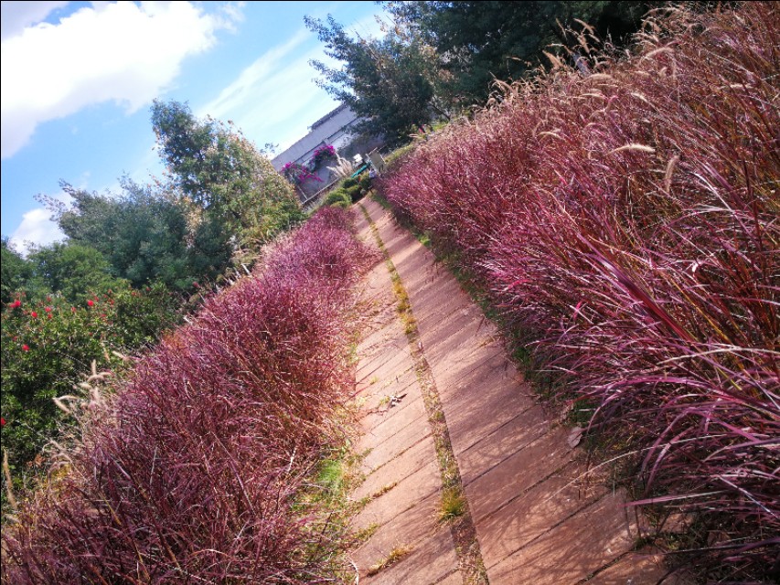 春节昆明景点免费开放,昆明春节公园免费开放时间