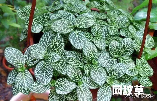 100种常种花卉养护秘籍,20种花卉浇水保养法