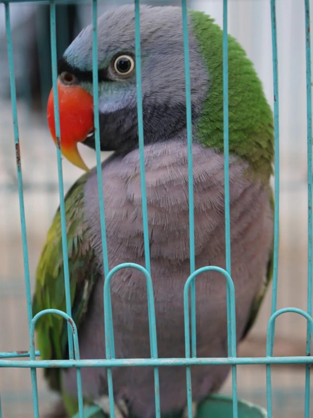 养鹦鹉养什么不犯法,养鹦鹉犯法吗