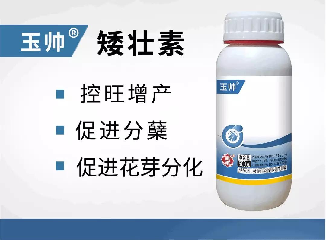 土豆旺长要不得，全丰调控有妙招