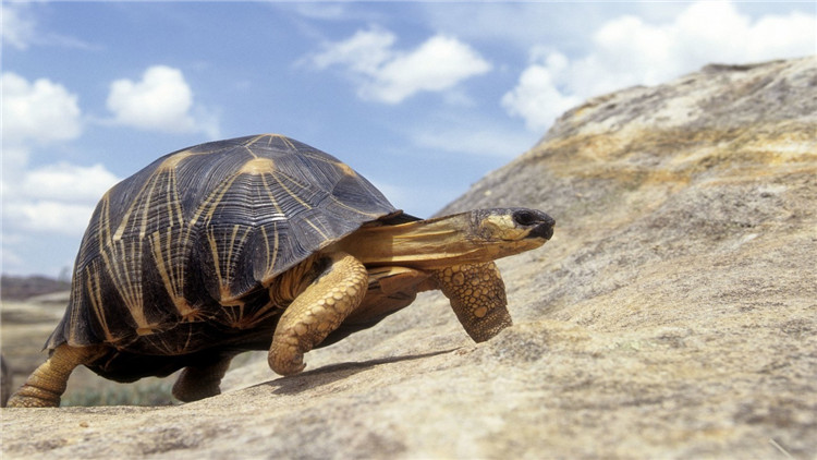 乌龟不吃东西有什么解决方法,乌龟不吃东西解决方法