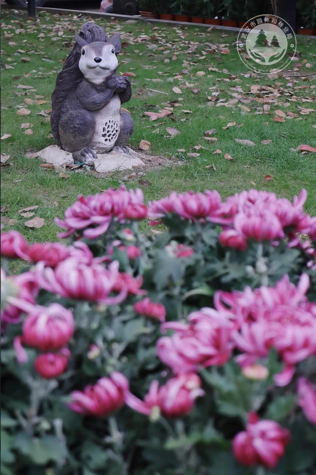 金秋时节菊展赏菊,趁着周末逛菊展