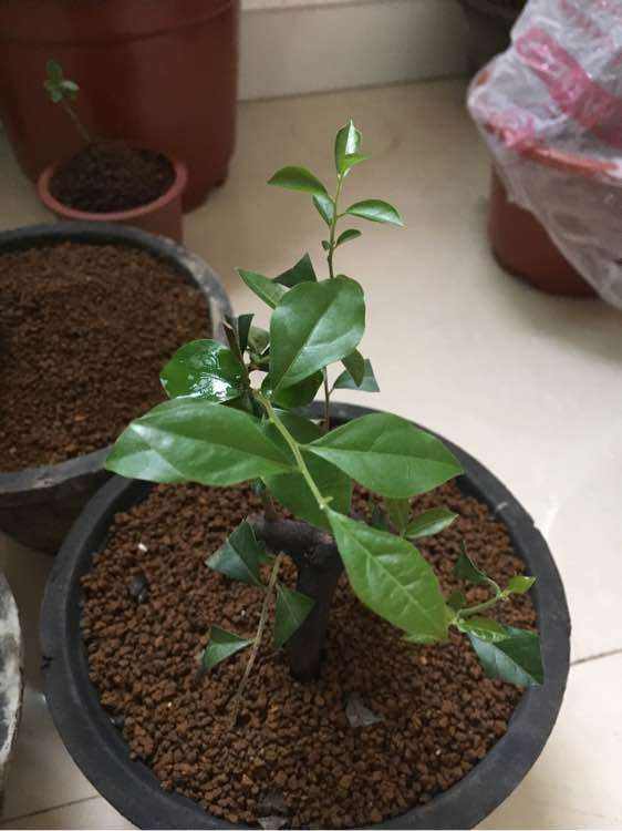 金弹子出芽后的养护,春天挂果金弹子多久修剪