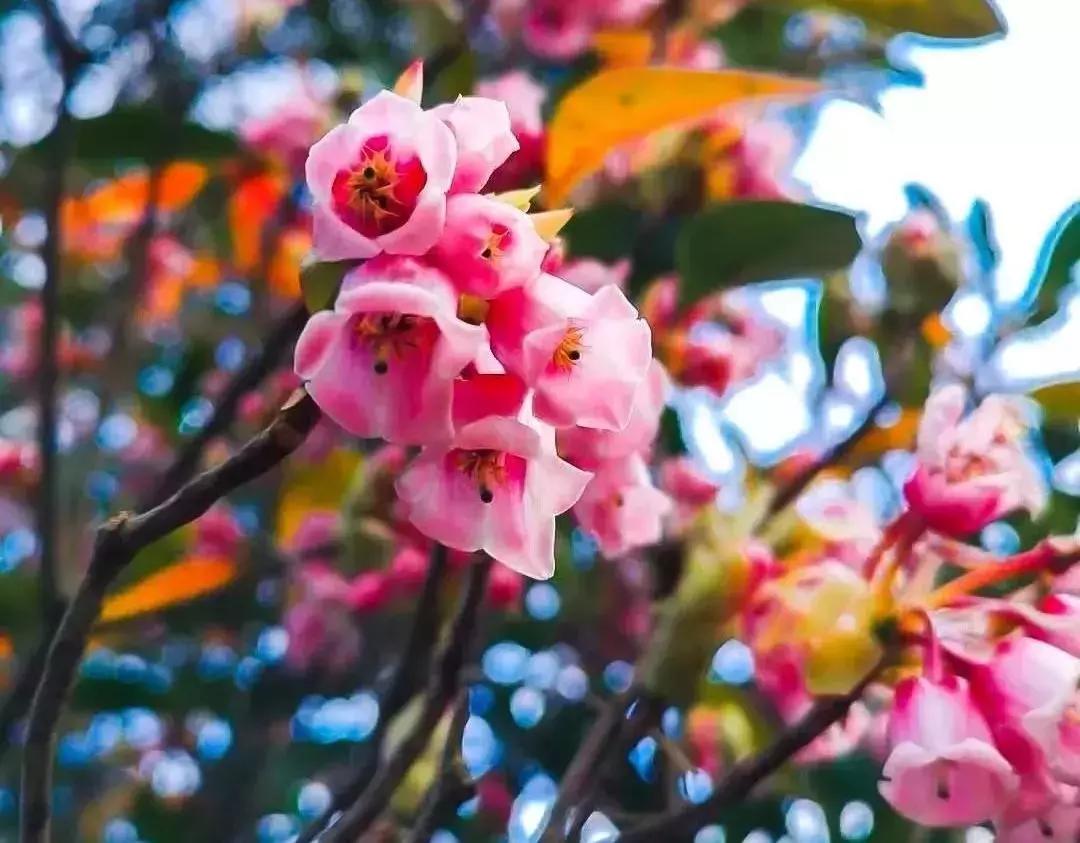 春日赏花深圳,深圳春游赏花