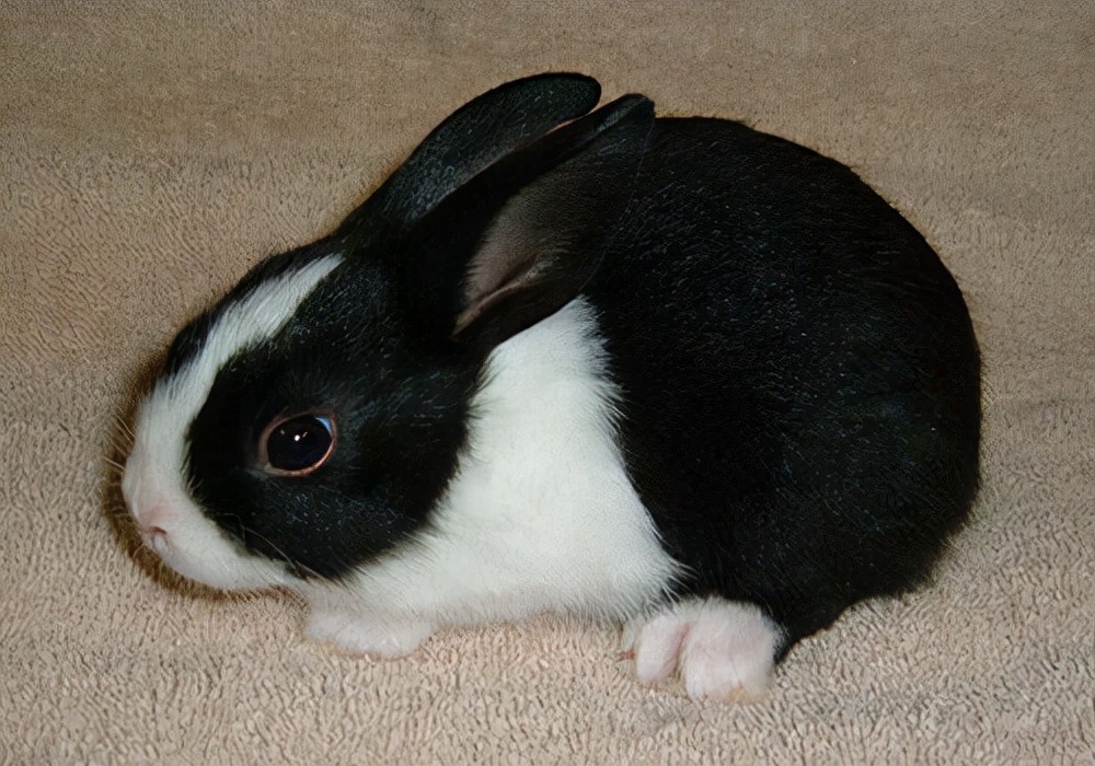 如何饲养肉兔子兔子更容易存活,兔兔饲养教程