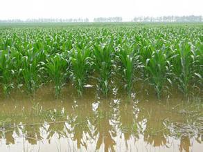 玉米花生种植高产技术,玉米高产高效种植技术