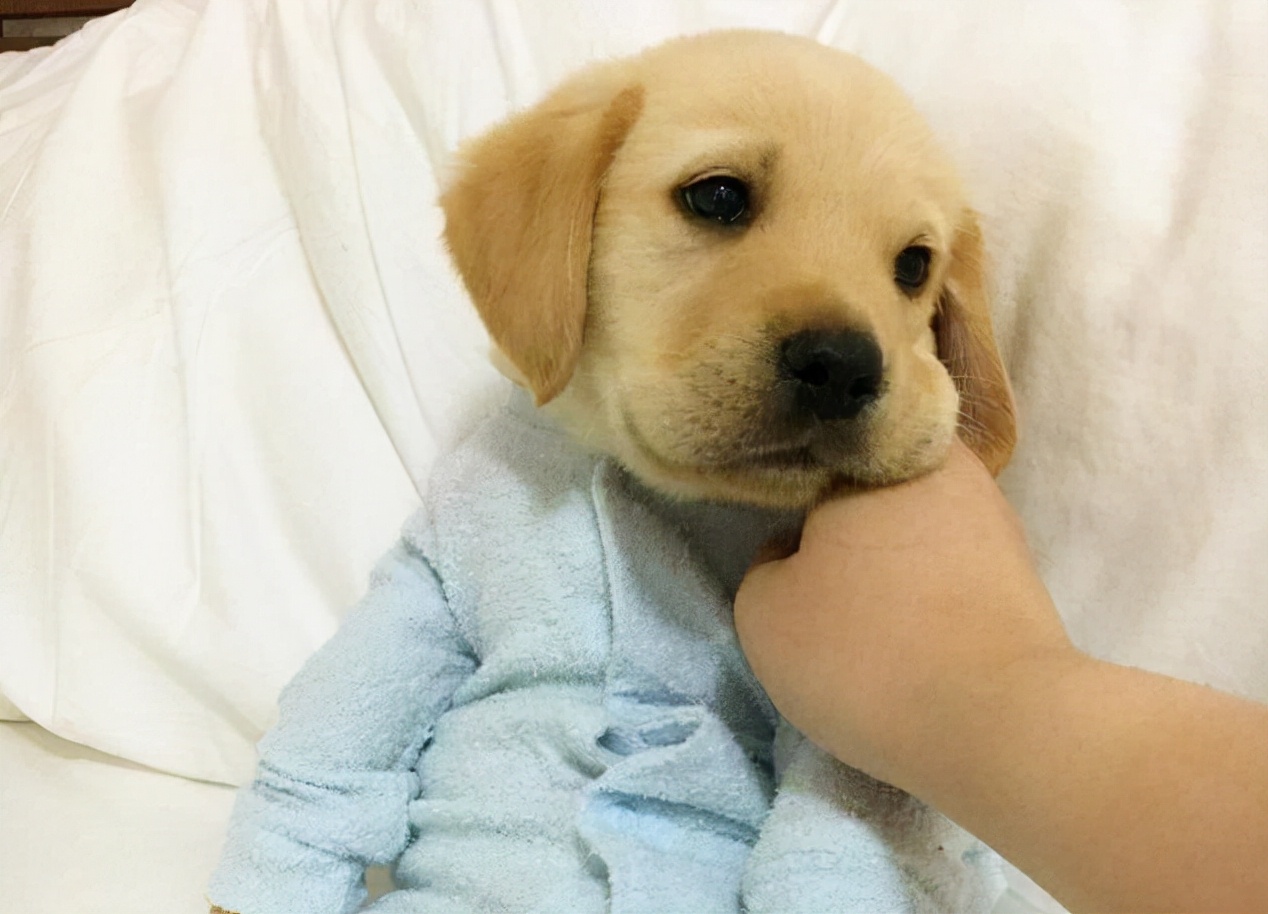 拉布拉多脾气有多好,拉布拉多脾气很暴躁的原因