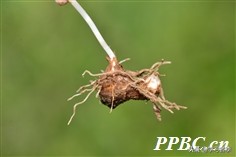 抗癌十味方,抗癌草药十大名方