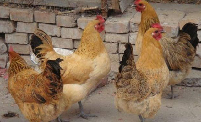 养殖鸡眼睛用什么方法治,鸡病防治与用药知识大全