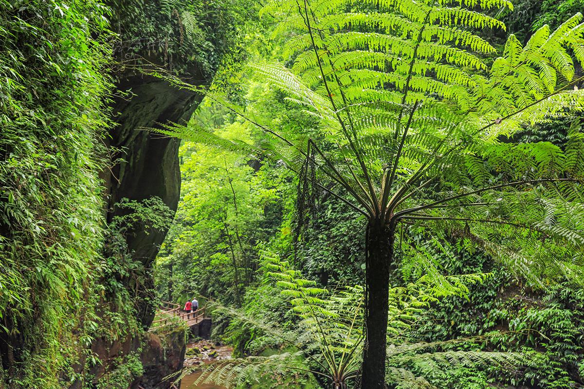 中华人民共和国野生植物保护名录,濒危保护植物名录药用植物多少种