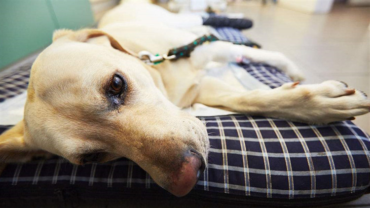 小狗得了细小能自己扛过去吗,狗狗得了细小打血清效果好吗