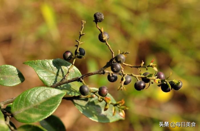 农村长在地上的野蓝莓,农村山里的一种野果