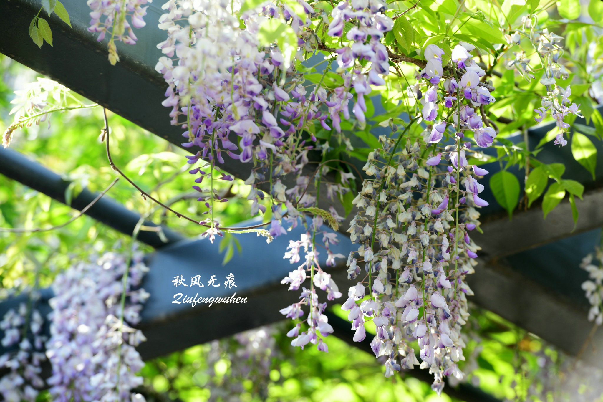 四月的春风西安,四月春风里的樱花