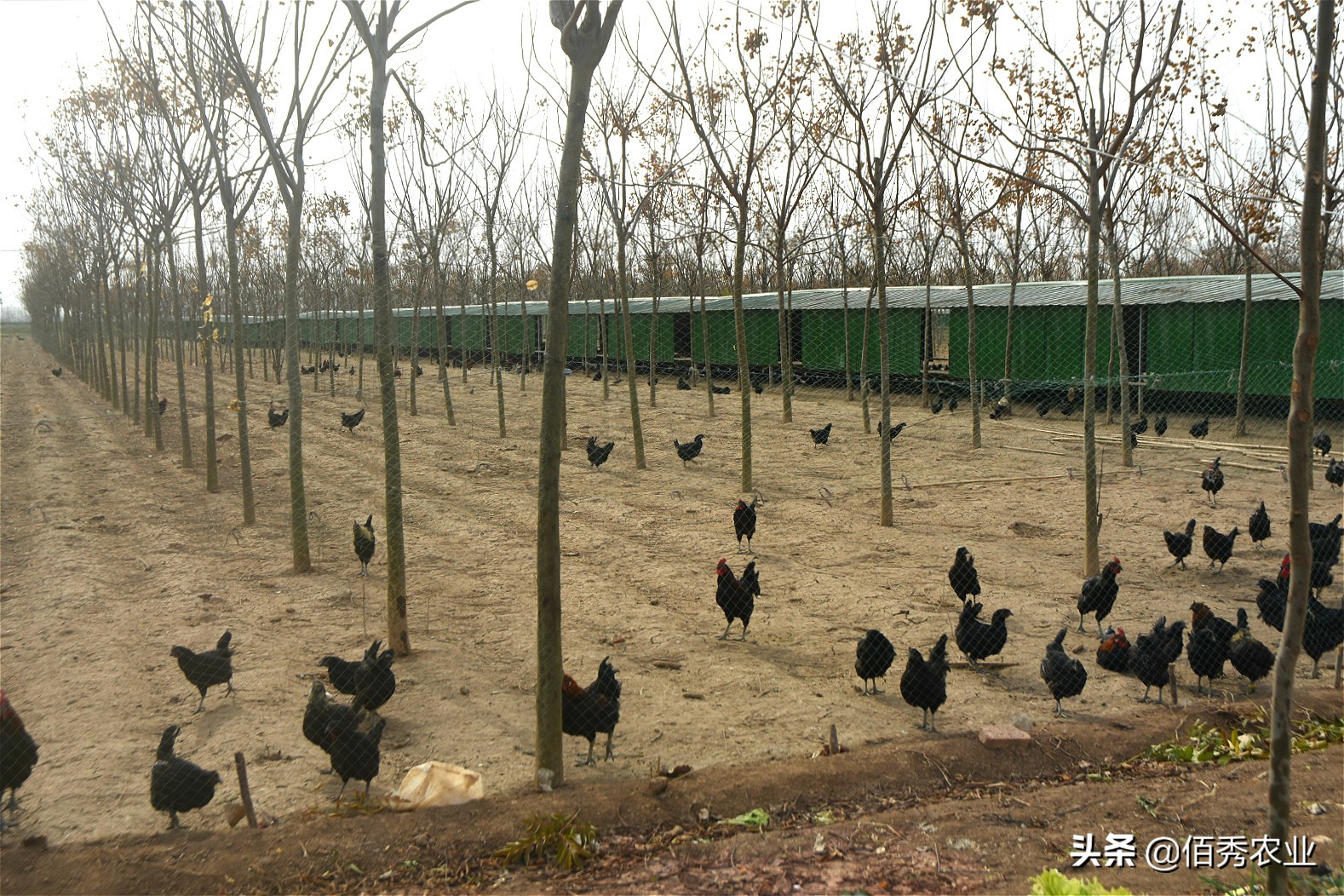林下养鸡多赚钱的秘密,林下养鸡的真实收入