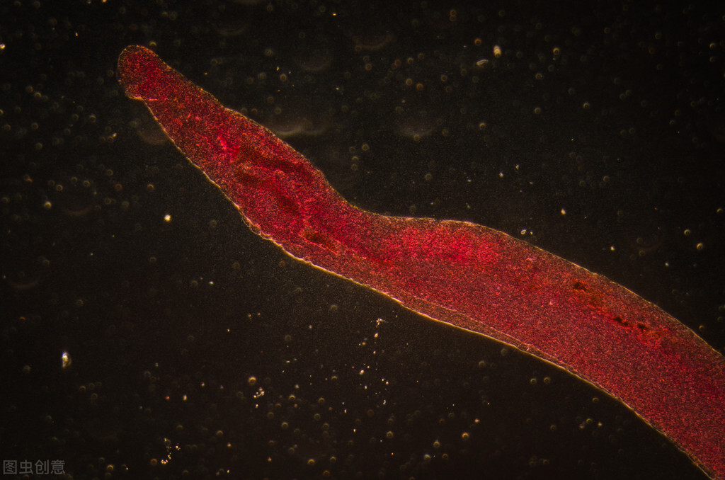 寄生虫病综合防治方法