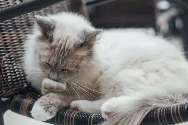 如果猫咪走丢了报警可以吗,猫咪走丢了如何把猫咪找回