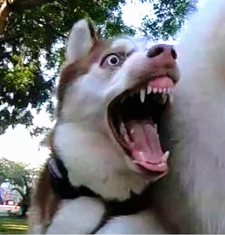 哈士奇和萨摩耶打架比赛视频,哈士奇金毛和萨摩打架