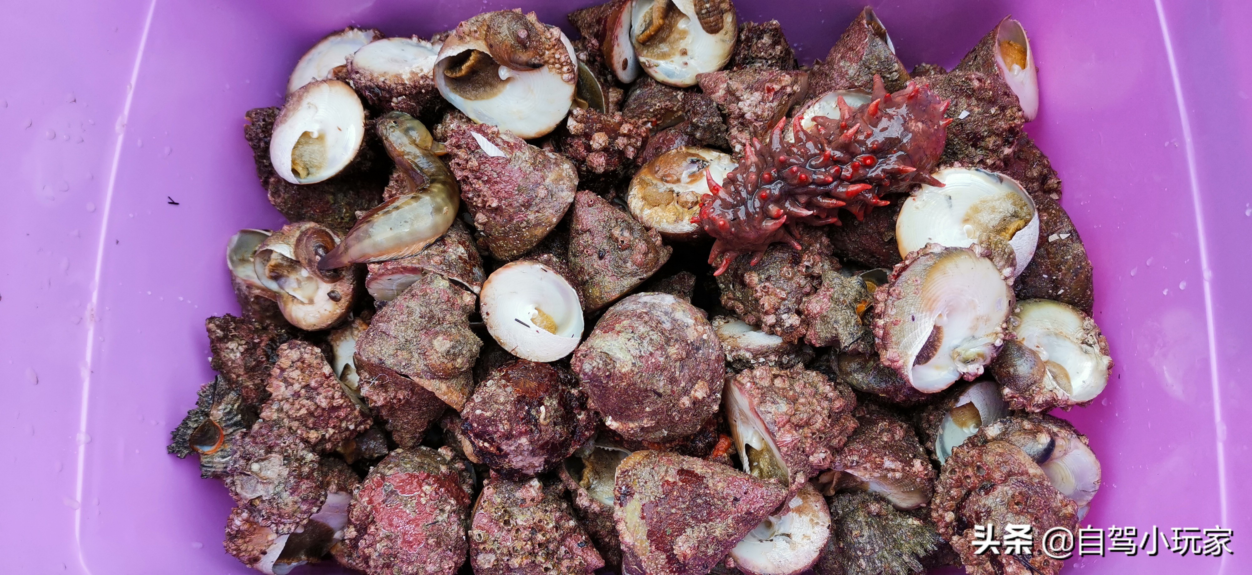 惠州最美礁石海滩,惠州最干净的沙滩推荐