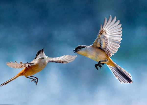 唐朝十大诗人名篇,唐代诗人的千古名句及赏析