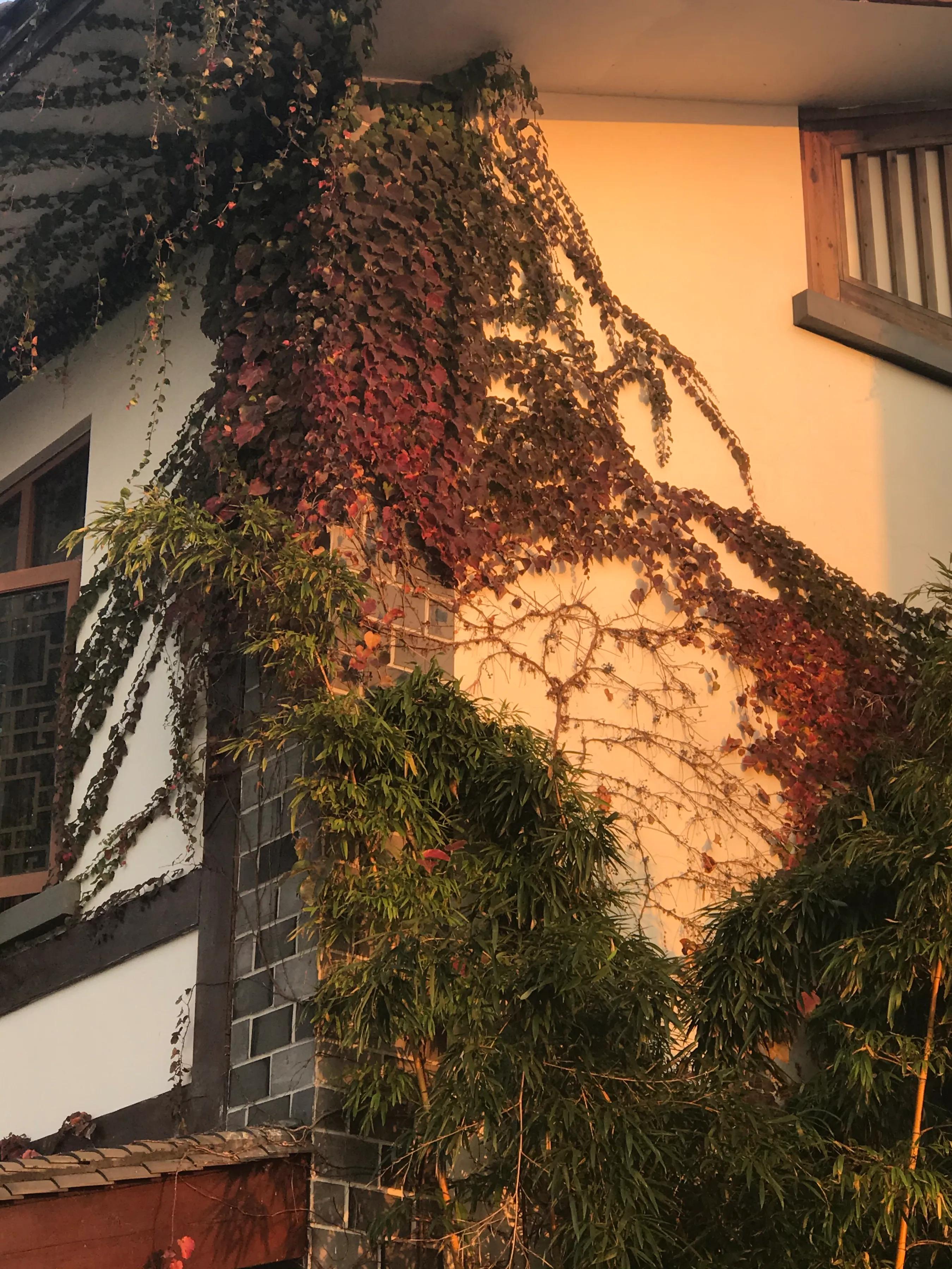 洋沙湖湿地公园游记,洋沙湖游记作文