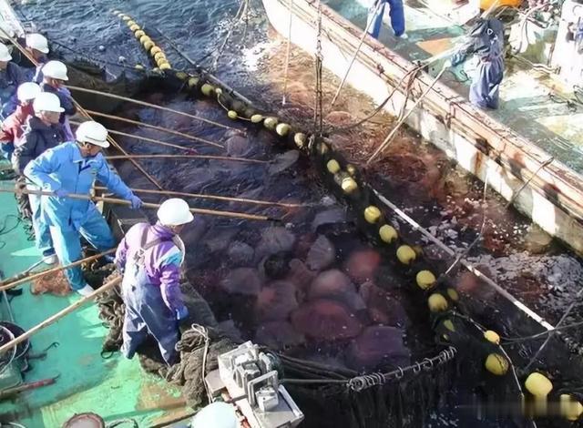 *翻推**10亿重渔船,公然攻击核电站,水母正朝着人类天敌演变