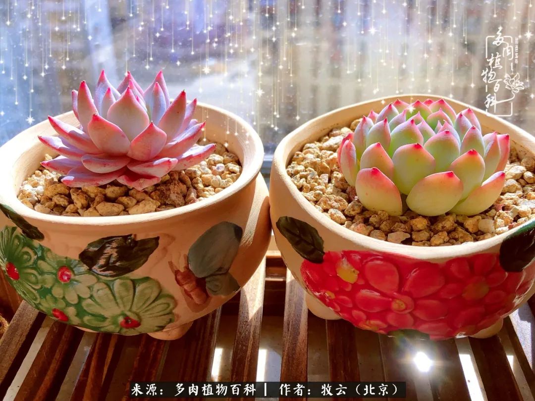 日常生活中常见的多肉植物,多肉植物神奇之处