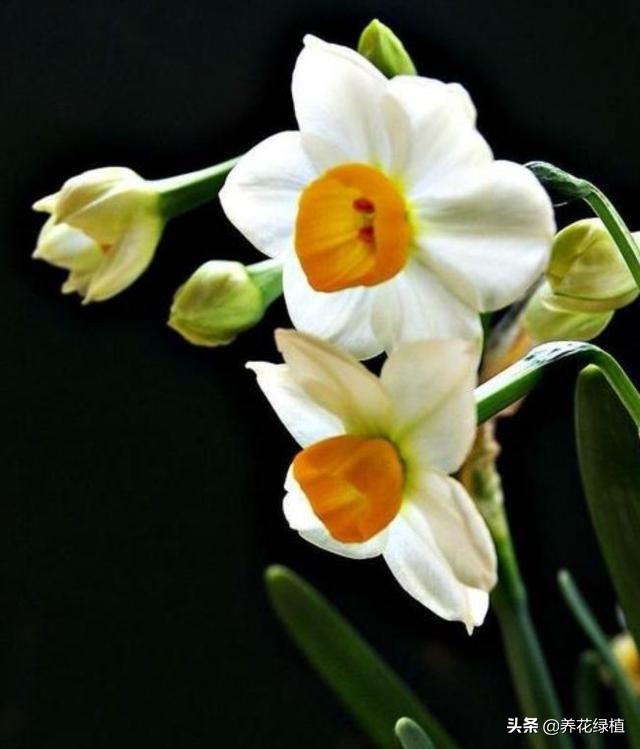 如何养殖水仙花,又到了种水仙的季节