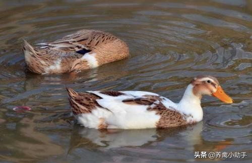 圈养蛋鸭怎么提高产蛋率,养鸭怎么提高质量
