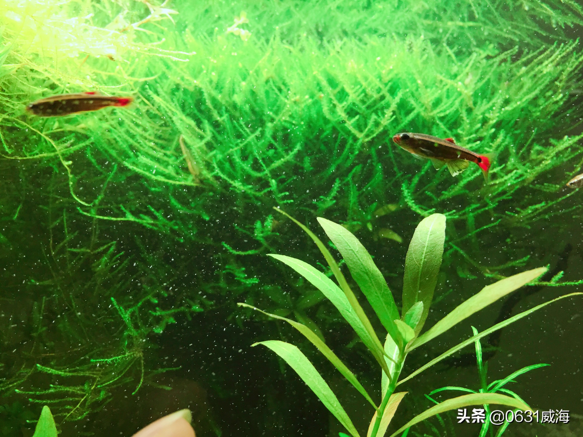 水族缸水草的作用,水草鱼缸怎么净化水