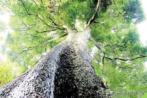 天价金丝楠木的价值,天价金丝楠木放12年