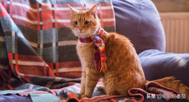这部温情的撸猫片,让我哭得溃不成军,这是全世界猫*党**的胜利
