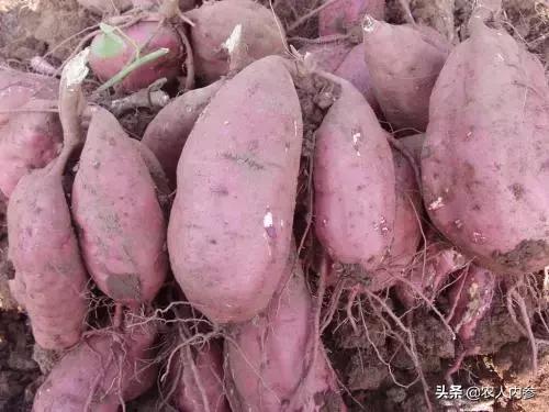农民种植红薯新方法,农民种植红薯怎么施肥