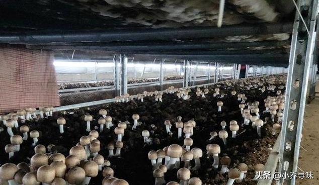 采收期长达180天，如今售价高达100元1斤，消费者：真便宜