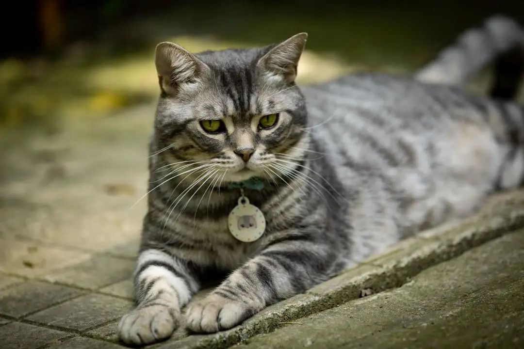 从实用场景到时尚单品,宠物配饰进入2.0时代