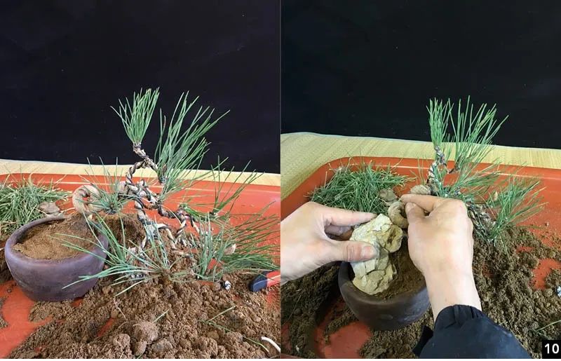 黑松苗临水式造型 (临水黑松苗)