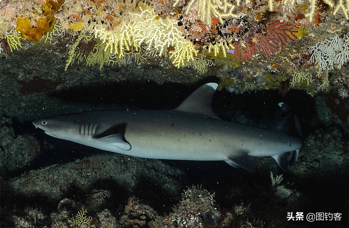 “口眼耳鼻鳃”|鱼类索饵捕食不止靠五官，还掌握生物脉冲技术