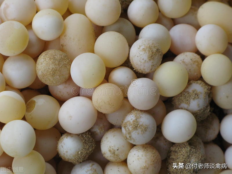 蛋鸡软蛋怎么处理,蛋鸡软壳蛋多是怎么回事